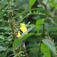 Goldfinch